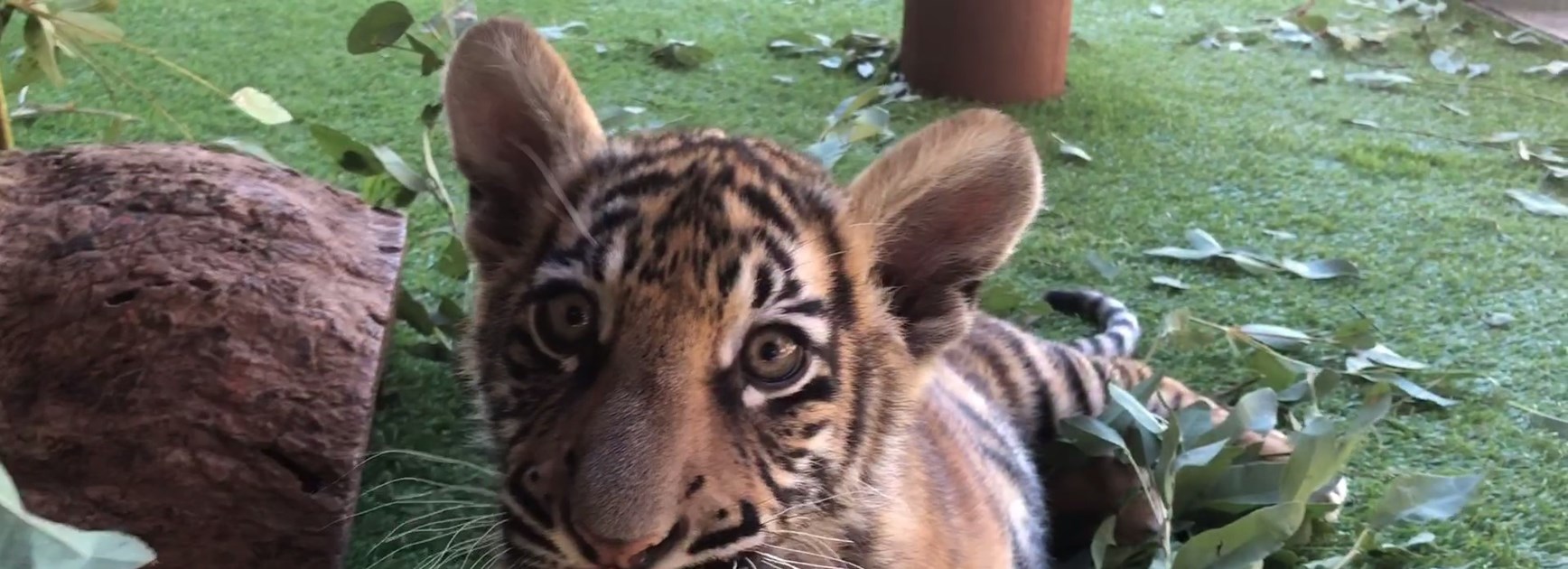 Everyone Is Heading To Cbus Super Stadium on Saturday – Even Dreamworld’s Amazing Tiger Cubs